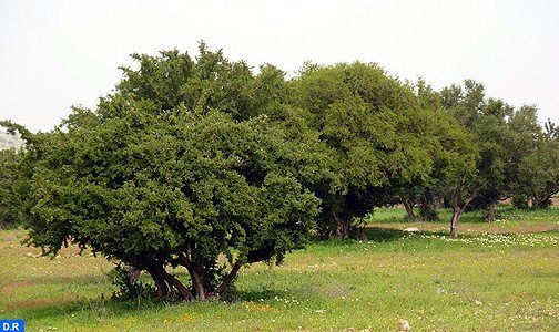 شجرة الأركان بالأطلس الكبير .. عنصر لحماية البيئة ومصدر عيش عدد من الأسر