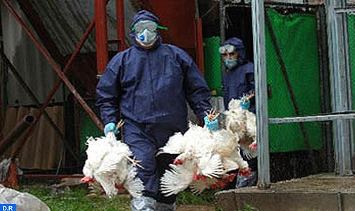 المنظمة العالمية لصحة الحيوان تعلن إعدام 1,5 مليون طائر في أوروبا منذ تفشي فيروس ( إتش 5 إن 8 )