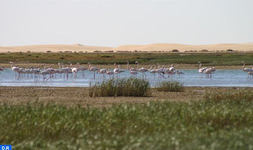منتزه أخنيفيس بإقليم طرفاية فضاء رائد لتطوير أنشطة السياحة البيئية (مجلة بيئية عربية)