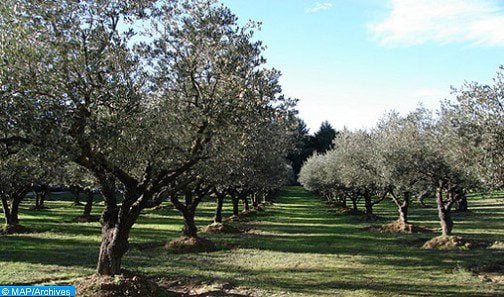 عمالة وجدة أنجاد .. إعطاء انطلاقة مشروع غرس أشجار الزيتون على مساحة 300 هكتار