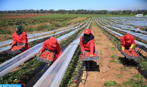 إسبانيا : الحكومة ترخص ل 10 آلاف و400 عقد عمل جديد لمزارعين موسميين مغاربة
