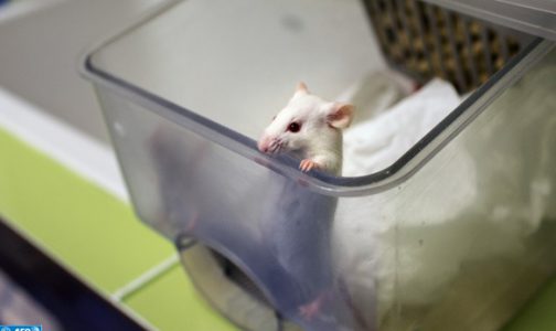 الحيوانات في المختبرات .. تلك الكائنات الحية التي تموت من أجلنا