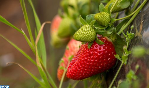 جهة الرباط – سلا – القنيطرة تستحوذ على 65 بالمائة من الإنتاج الوطني من الفواكه الحمراء