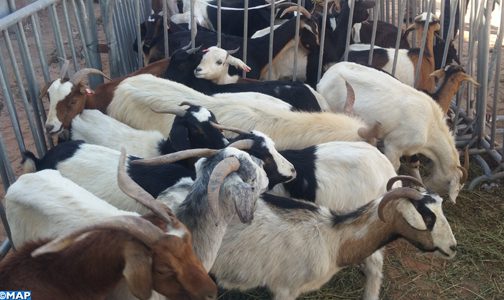 إقليم كلميم .. توزيع أزيد من 24 ألف قنطار من الشعير المدعم لمربي الماشية