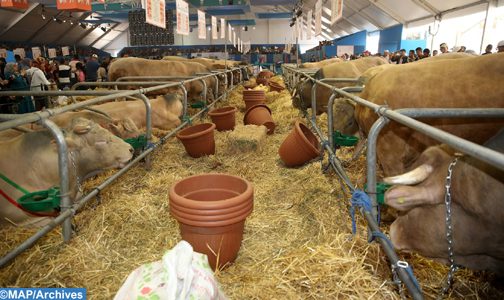 توزيع 60 ألف قنطار من الشعير المدعم لمربي الماشية بإقليم الصويرة