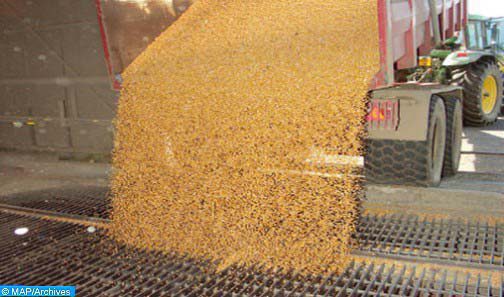 إنتاج الحبوب بلغ لحد الآن خمسة ملايين و700 ألف قنطار