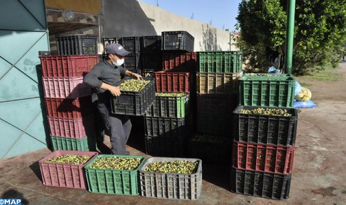 قطاع الزيتون، إنتاج مزدهر ذو قيمة اقتصادية عالية بجهة بني ملال خنيفرة