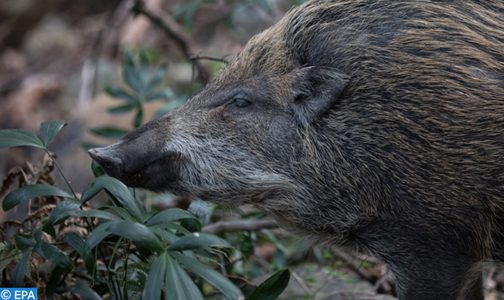 إقليم خنيفرة : تنظيم عملية قنص وإحاشة الخنزير البري بغابات أم الربيع