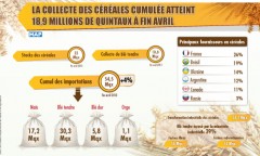 La collecte des céréales cumulée atteint 18,9 millions de quintaux à fin avril (ONICL)