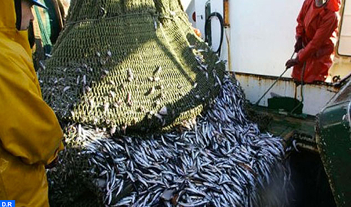 Saison de pêche 2016-2017: Une production estimée à 16.000 tonnes pour une valeur de 160 MDH