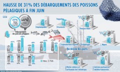 Hausse de 31 pc des débarquements des poissons pélagiques à fin juin