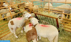 Aïd Al-Adha : La teinte verdâtre de la carcasse ou sa putréfaction sont liées au non-respect des règles d’hygiène lors de l’abattage et l’écorchage du mouton (ONSSA)