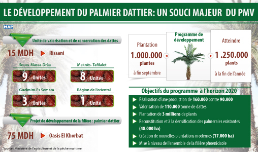 Le développement du palmier dattier, un souci majeur de la stratégie du PMV