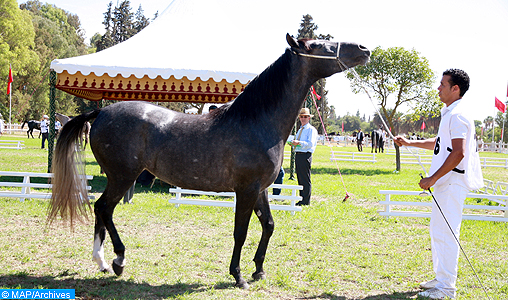 Jeux Equestres Mondiaux – Normandie 2014: la culture équestre du Maroc à l’honneur à travers le Cheval Barbe
