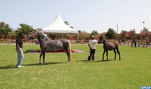 Une vente aux enchères de chevaux organisée en marge du festival de Tbourida de Bouznika