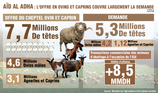 Aïd Al Adha : l’offre en ovins et caprins couvre largement la demande (ministère)
