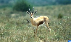Un groupe de 120 gazelles dorcas réintroduit dans les réserves d’Errachidia, d’Assa et de Smara