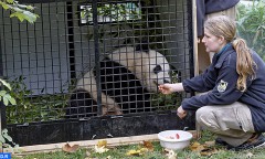 Autriche: nouvelle naissance d’un panda de conception naturelle dans le zoo de Vienne