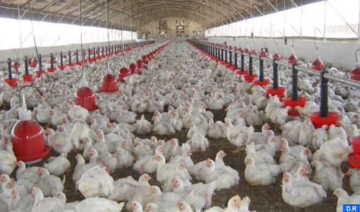 Seulement 8 pc du poulet produit au Maroc est contrôlé (ANAVI)