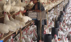 Le secteur d’œufs de consommation essuie des pertes de 3,5 MDH par jour (ANPO)