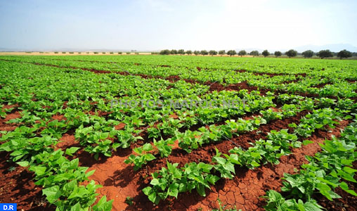 Tous les produits agricoles provenant de la province de Chichaoua répondent aux standards de qualité