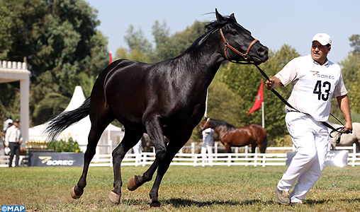 Meknès: Quelque 180 éleveurs au 2è concours inter-régional des chevaux Barbe et Arabe-Barbe