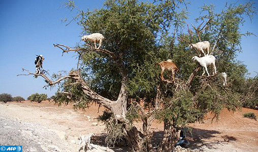 L’Arganier, un arbre providentiel qui symbolise la richesse forestière de la province d’Essaouira