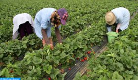Aucune violation à l’égard des ouvrières agricoles marocaines en Espagne, selon le ministère de l’Emploi
