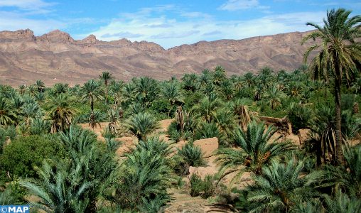 Les oasis de Drâa-Tafilalet: Un écosystème millénaire, un héritage précieux