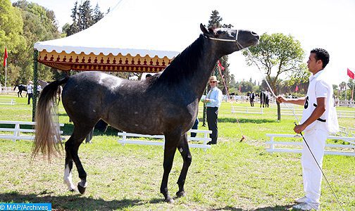 Coupe nationale des éleveurs de chevaux pur sang arabe 2018: Les chevaux “Etqane Bouznika” et “Bamanssour” remportent le titre