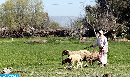 Tiznit : Des mesures pour une meilleure gestion de l’activité pastorale dans le respect des propriétés privées de la population locale
