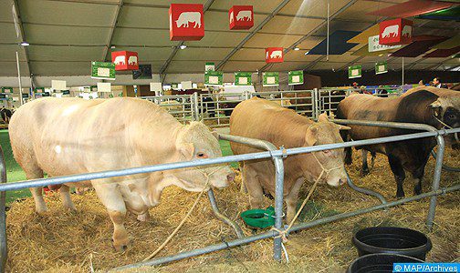 Fièvre aphteuse: le Programme national de lutte se poursuit pour les bovins et s’étend aux ovins et caprins (ONSSA)