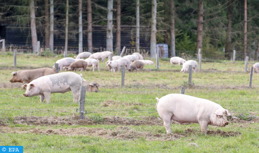 Peste porcine au Vietnam : plus d’un million de porcs abattus