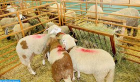 Casablanca-Settat: offre de plus de 1,4 million de têtes de bétail