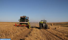 Youssoufia: Lancement de l’opération d”indemnisation des agriculteurs des zones touchées par la sécheresse