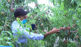 Tempête de grêle dans la région Fès-Meknès: Des mesures programmées pour l’appui aux agriculteurs et la préservation des exploitations arboricoles