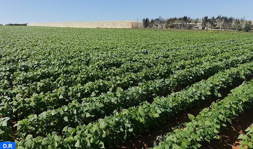 Rabat-Salé-Kénitra: un assolement maraicher de 41.000 hectares pour un approvisionnement varié du marché (DRA)