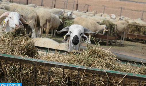 Région Marrakech- Safi : Le secteur de l’élevage en chiffres
