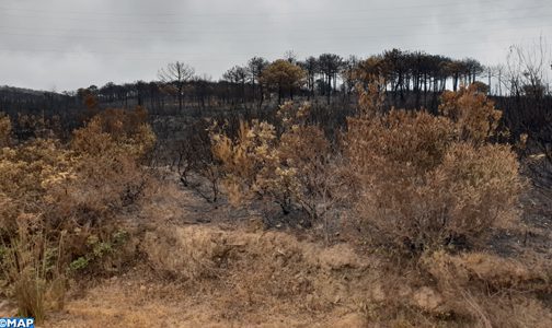 M’diq-Fnideq: un feu de forêt maitrisé, plus de 1.020 ha ravagés