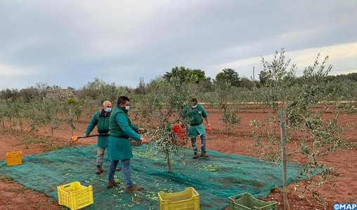 L’huile d’olive italienne sous la menace d’un virus ravageur