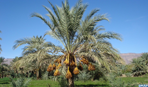 Le palmier dattier, une filière aux perspectives très prometteuses à Drâa-Tafilalet