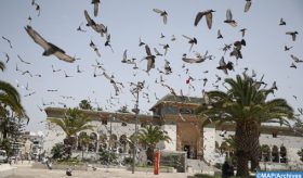 Casablanca: les pigeons voyageurs entrent dans la cage du Covid-19