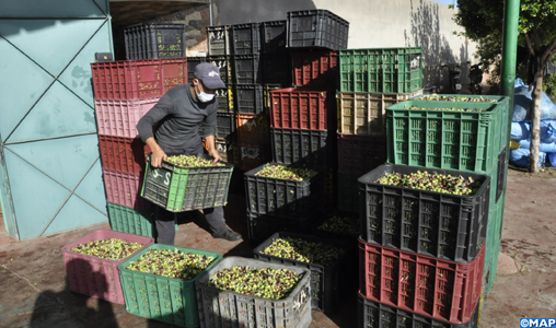 L’oléiculture, une filière prospère et à forte valeur économique à Béni Mellal-Khénifra