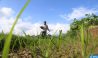 Gabon: Le ministère de l’Agriculture s’apprête à la distribution des fertilisants remis par SM le Roi aux agriculteurs (communiqué)