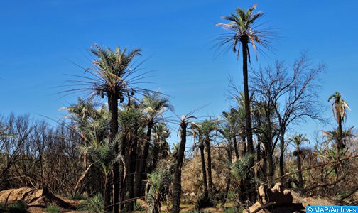 Assa-Zag: Distribution de 2.000 vitroplants de palmier dattier au profit des agriculteurs