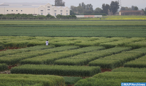 Innovation agricole: l’expérience marocaine mise en avant à Rome