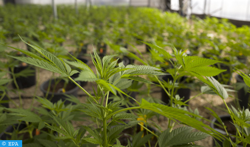 La légalisation du cannabis, un projet prometteur qui contribuera à promouvoir le développement (chercheur)
