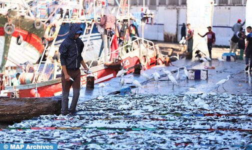 Port de Nador: Quasi-stagnation des débarquements de pêche en juillet (ONP)