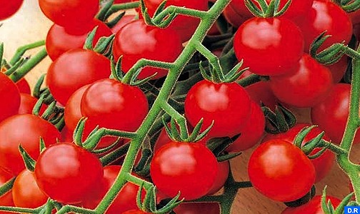 الإنذار بشأن الطماطم الكرزية المغربية: التحاليل لم تظهر أي عدم مطابقة للمعايير