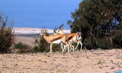المنتزه الوطني لسوس ماسة: لؤلؤة حية ترصع العقد الناظم للثروة البيئية المغربية